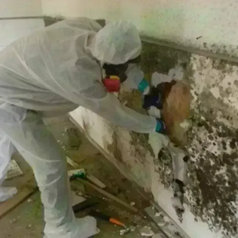 Mold Remediation and Removal in Webster County, IA